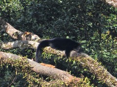 Arctictis binturong