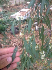 Eucalyptus nicholii