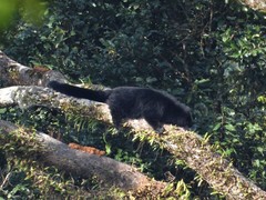Arctictis binturong