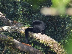 Arctictis binturong