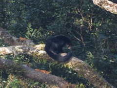Arctictis binturong
