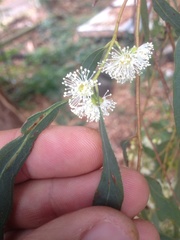 Eucalyptus nicholii