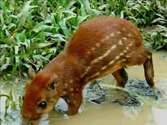 Cuniculus