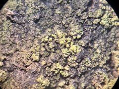 Micareopsis irriguata