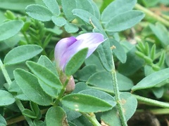 Astragalus bodinii