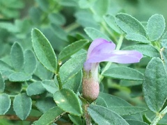 Astragalus bodinii