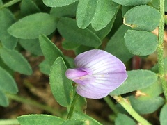 Astragalus bodinii