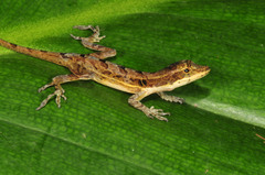 Anolis ocelloscapularis