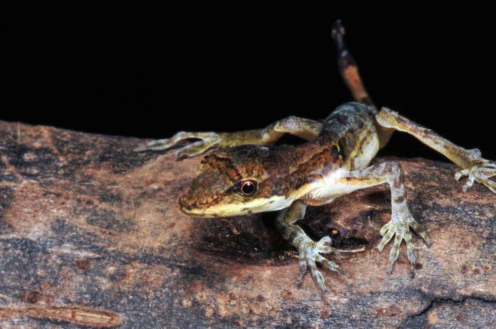 Copán Anole