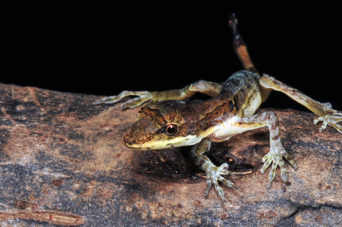 Copán Anole, Anolis ocelloscapularis