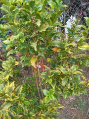 Graptophyllum pictum