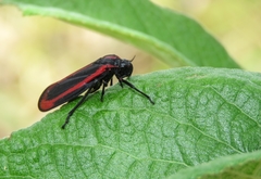 Hemiptera