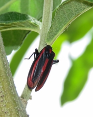 Hemiptera