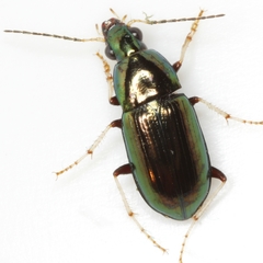 Stenocrepis tibialis