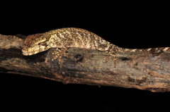 Anolis petersii