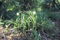 Carex erinacea