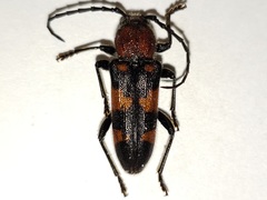 Zagymnus clerinus