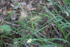 Carex erinacea