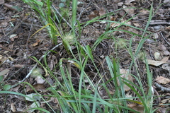 Carex erinacea