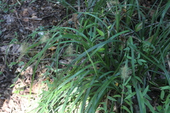 Carex erinacea