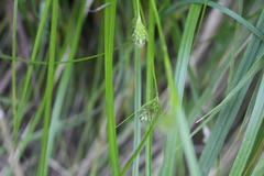 Carex phalaroides