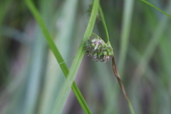 Carex phalaroides