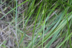 Carex phalaroides