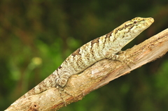 Anolis petersii