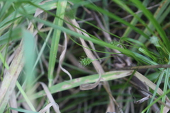 Carex phalaroides