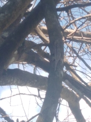 Anolis charlesmyersi