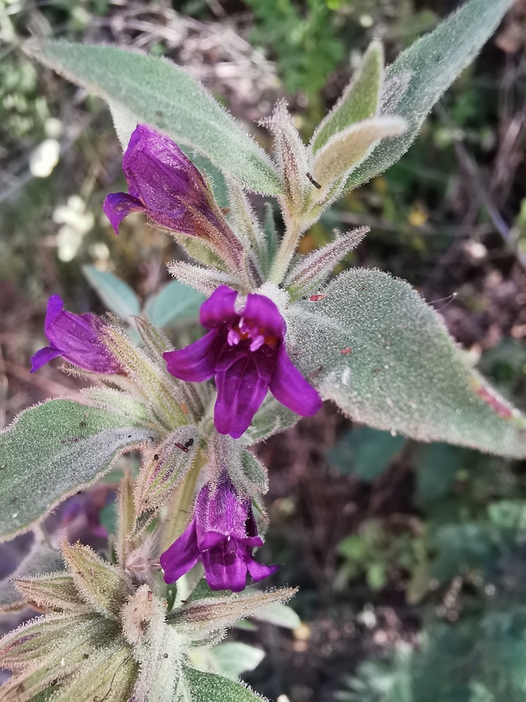 Dyschoriste hirsutissima
