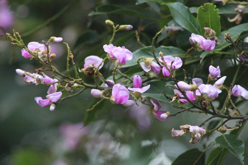 Lonchocarpus sutherlandii