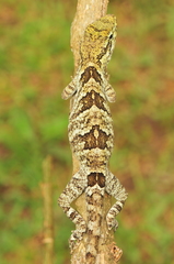 Anolis petersii