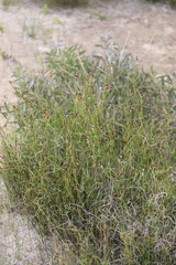 Lepidobolus preissianus