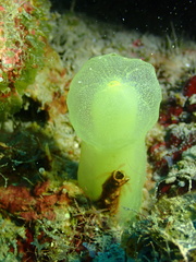Ascidia
