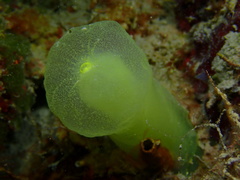 Ascidia