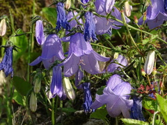 Campanula longistyla