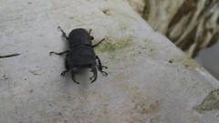 Dorcus curvidens curvidens