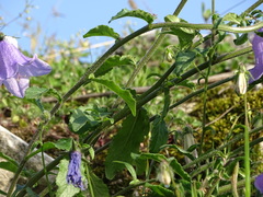 Campanula longistyla