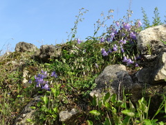 Campanula longistyla