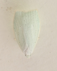 Nymphostola galactina