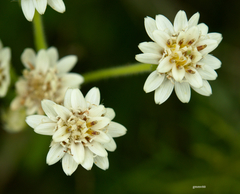 Holocheilus brasiliensis