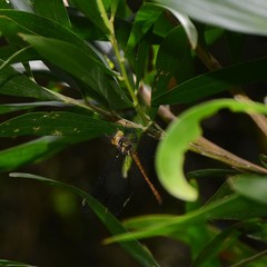 Austrocordulia refracta