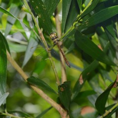 Austrocordulia refracta