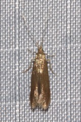 Coleophora quadruplex