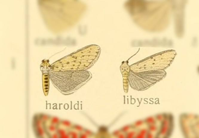 Coscinia libyssa