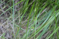 Carex phalaroides