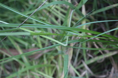 Carex phalaroides