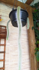 Cleistocactus colademononis