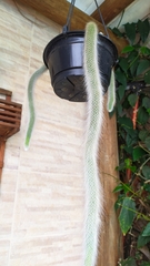 Cleistocactus colademononis